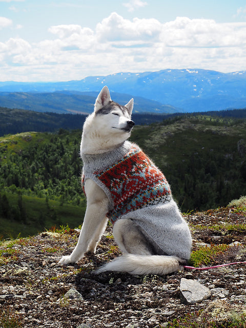 Alasuq hundegenser