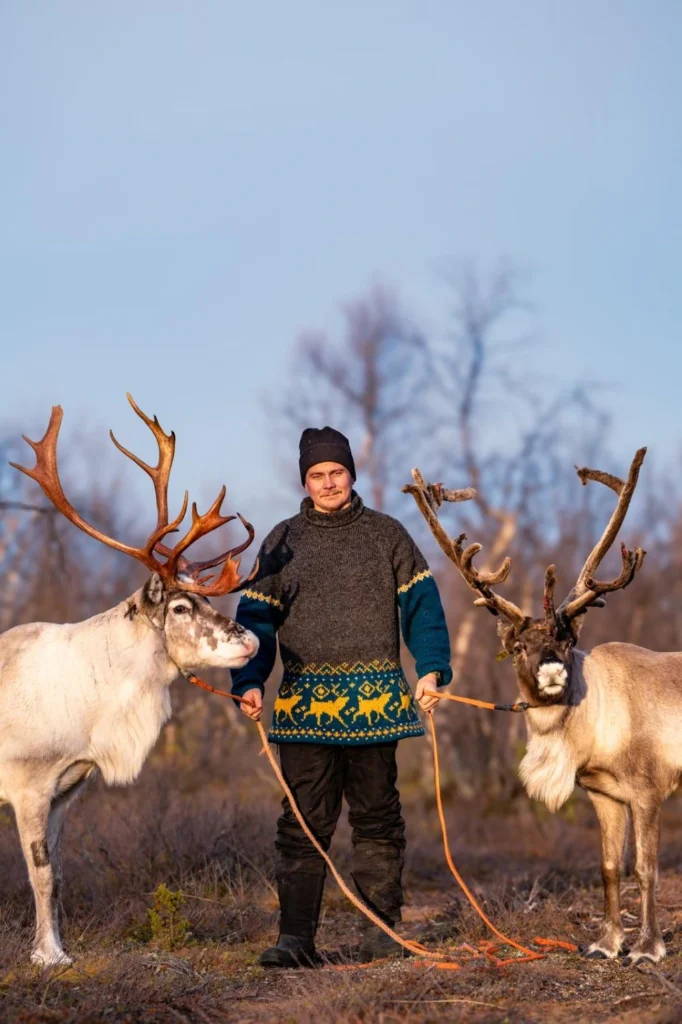 Boazo koksgrå fra Villmarksgensere av Linka Neumann